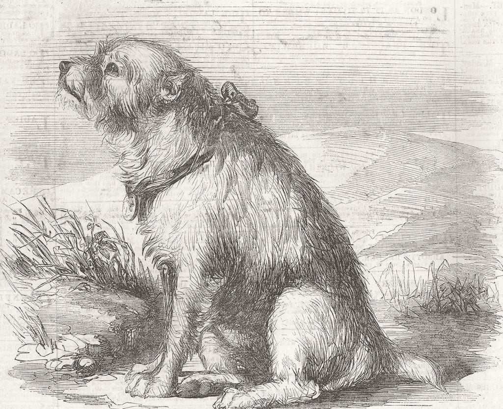 BEDS. Sandy, from Crimea, dog of Sappers & Miners 1856 old antique print